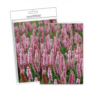 Tall Flowers Cards/Envs product image